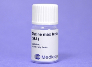 Glycine Max Lectin (SBA) (10 mg) | Aniara Diagnostica, Inc.
