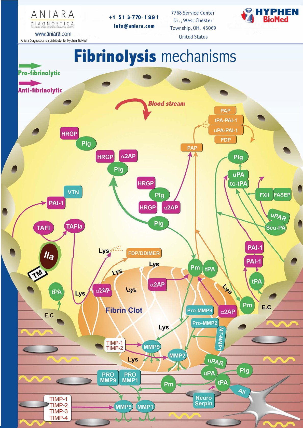 Fibrinolysis Mechanisms Handout